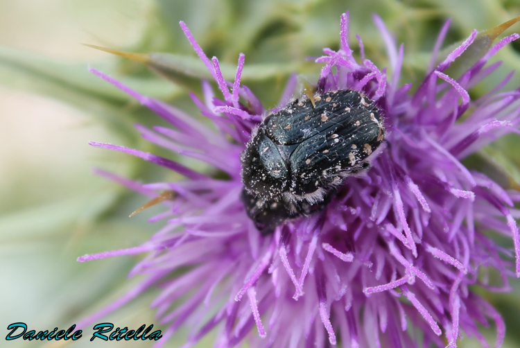 Richiesta identificazione, grazie!!! Oxythyrea funesta